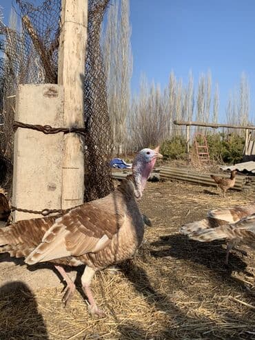 дойних коров: Продается — 2