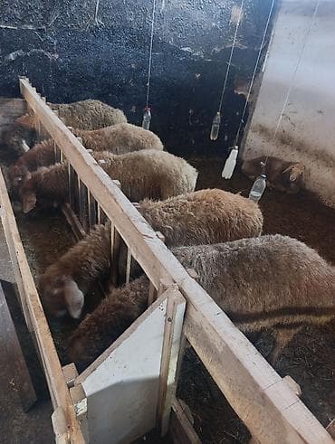 куры бойцовские: Продаю | Баран (самец) — 1