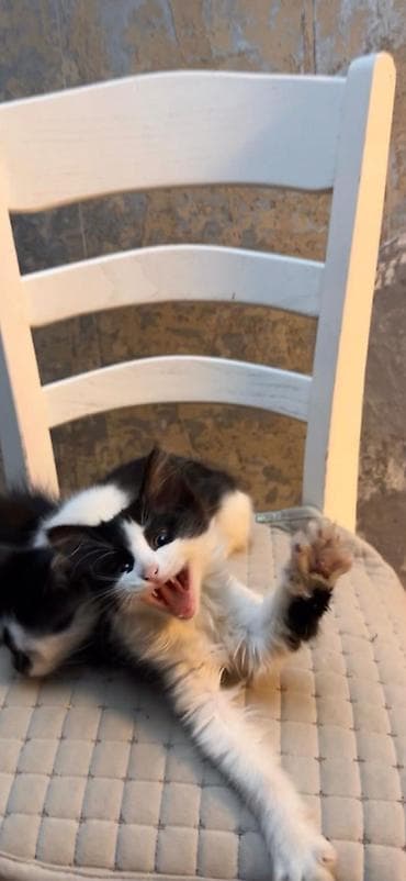 продаю котенка: Майнкун метис Котя Отец - дворовой крутыш🥇 Мать - Майнкун Котятам — 2