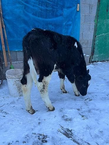 симентал уйлар: Продаю | Бык (самец) | На откорм | Искусственник — 2