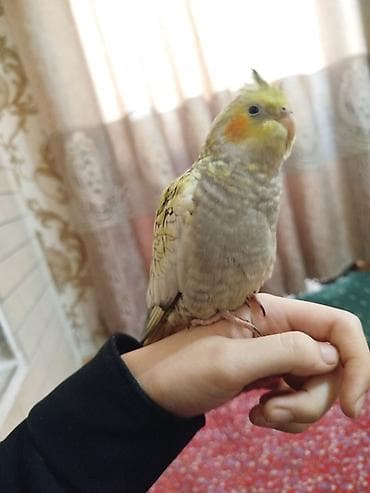 попугай бесплатно: Корелла (нимфа), окрас «жемчуг». Домашняя ручная птица с выразительным — 4