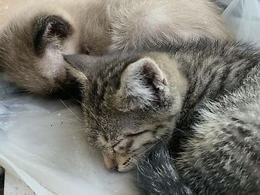 котята цена: Сиамская, 2 месяца, Мальчик, Приучена к лотку — 1