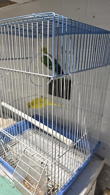 Птицы: Продаю попугаев с клеткой, с готовым прикормом (на 6 месяцев хватает) — 2