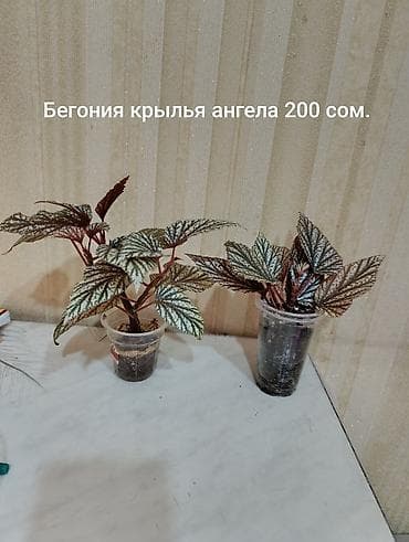 хойа: Хойя «Падающая звезда» — детка в стаканчике. - Сорт с эффектными — 3