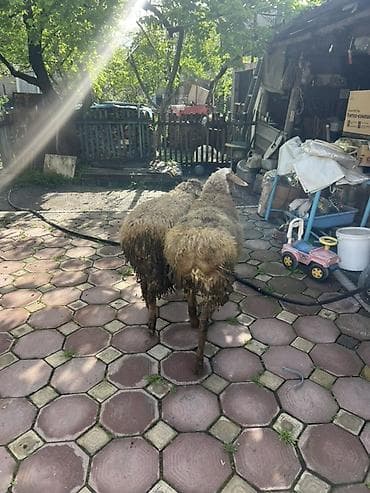 продаю крысу: Продаю | Баран (самец) | Полукровка | На забой | Племенные — 5