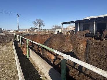 декоративные кролик: Продаю | Кобыла (самка) | Полукровка | На забой | Племенные — 8