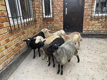 animal pack: Продаю | Ягненок | Полукровка | Для разведения — 2