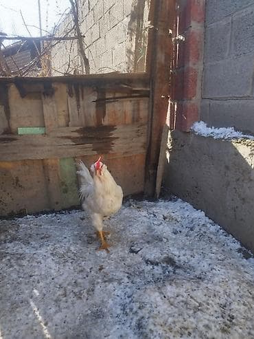 брама кохинхин: Продаю | Петух | Домашняя | На забой, Для разведения — 4