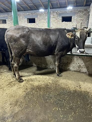 кукурузные хлопья: Продаю | Корова (самка) | Алатауская, Бельгийская, Абердин-ангус | Для молока | Племенные — 1