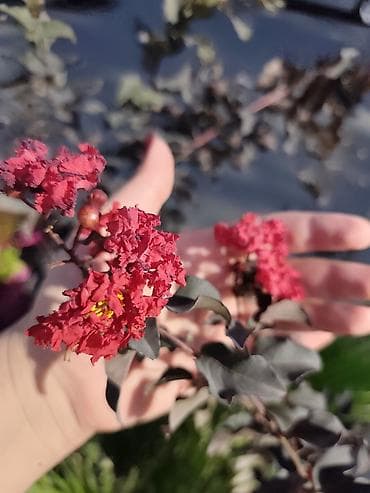 семена чиа оптом: Саженцы индийской сирени в продаже. Бишкек — 1