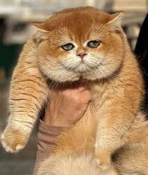 ящик для документов: ✨ БРИТАНСКИЕ КОТЯТА ЗОЛОТИСТОЙ ШИНШИЛЛЫ В ПОИСКАХ ДОМА! ✨ Наши малыши — 2