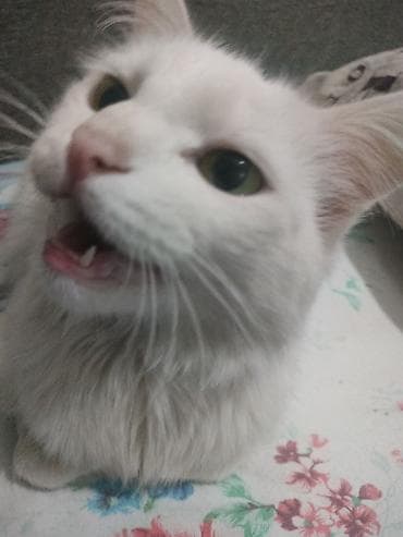 кокон ээр: Ангорская, 10 месяцев, Девочка, Белый, Приучена к лотку — 5