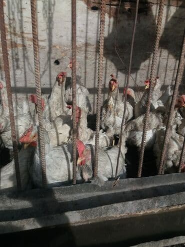 куры доминанты: Продаю | Цыплята — 1