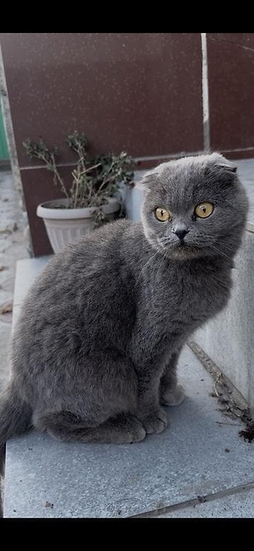 black cat: Шотландская вислоухая кошка (Scottish Fold), окрас — сплошной серый — 1