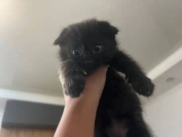 сколько стоят вислоухие кошки: Скотиш Фолд (Шотландская вислоухая), 2 месяца, Мальчик, Черный, Приучена к лотку — 9