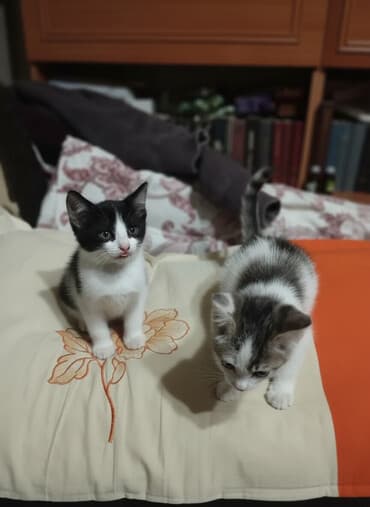 скоттиш фолд шотландская вислоухая кошка: Отдам котят в добрый руки 2,5 месяца,к лотку приучены — 1