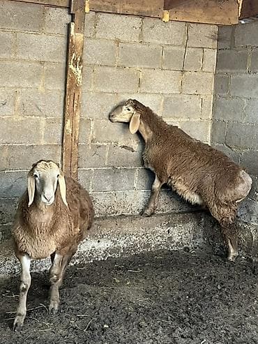 барда для коров: Продаю | Ягненок, Баран (самец) | Арашан | Для разведения — 3