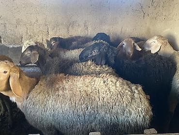 я ищу баран: Продаю | Баран (самец) | Гиссарская, Арашан | На забой, Для разведения | Осеменитель — 5