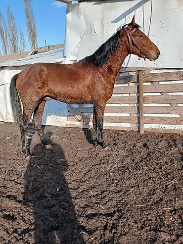 Продаю | Жеребец | Рабочий — 3