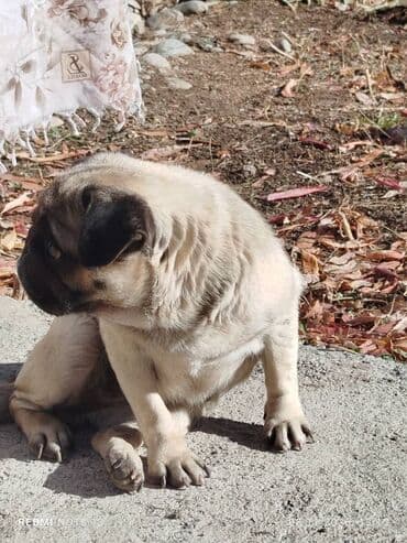 Ит кууту: Порода: мопс Описание: - Компактная собака с характерной короткой — 3