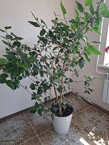 Бөлмө өсүмдүктөрү: Фикус эластика (каучуконосный), крупное комнатное растение с — 6