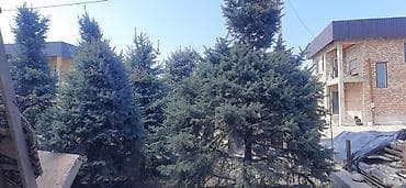 субстрат: Ель голубая (Picea pungens, Blue Spruce) для озеленения участков. - — 1