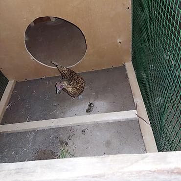 готовый курятник купить: Всё включено! взял и поставил или поларил) живой уголок для детей в — 9