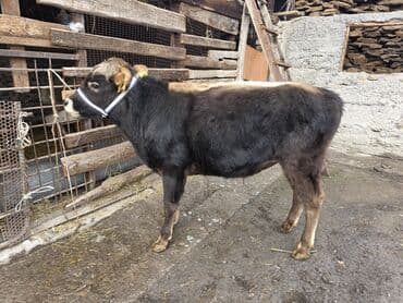 купить медогонку: Продаю | Музоо, торпок | На откорм | Привязанные — 9