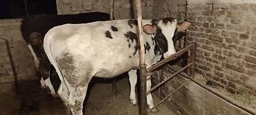 семина кукуруз: Продаю | Тёлка | Для молока — 1