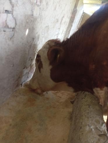 инкубация цыплят: Продаю | Бык (самец) | Симментальская | На откорм | Племенные — 7