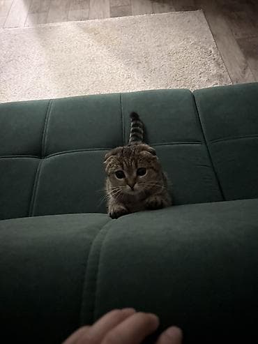 Скотиш Фолд (Шотландская вислоухая), 1 год, Девочка, Приучена к лотку, Проглистована, С прививками — 4