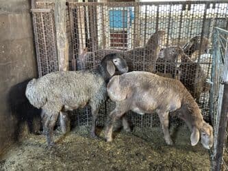 продажа щенков немецкой овчарки в бишкеке с документами: Продаю | Овца (самка) | Для разведения — 3