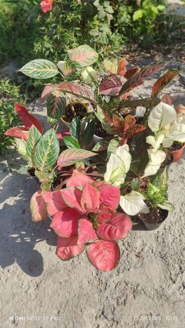 Аглаонемы декоративные в горшках — коллекция сортов с яркой