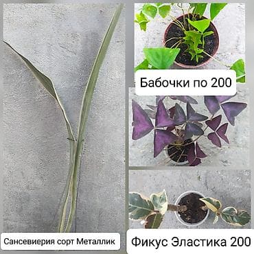 хозмаг рядом: Продаю цветы — 1