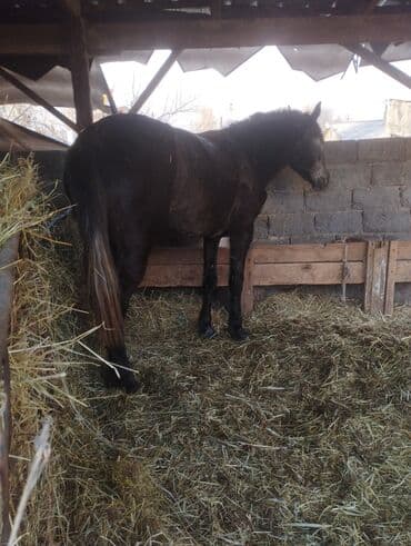 племенные коровы молочные купить: Продаю | Кобыла (самка) | Полукровка — 4