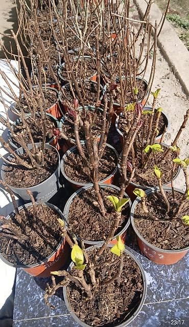 снеки бишкек: Үй жана бакча үчүн декор — 5