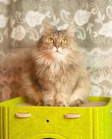 сибирская гладкошерстная кошка: Кошки возрастт год. Стерилизованы и привиты приучены у лотку — 5