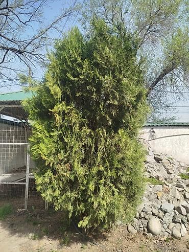 лавровое дерево: Туя западная (вероятно сорт Смарагд/Брабант), крупномерный куст/дерево — 3