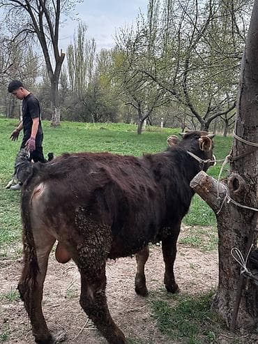 лампа для цыплят: Продаю | Бык (самец) | На откорм | Привязанные — 2