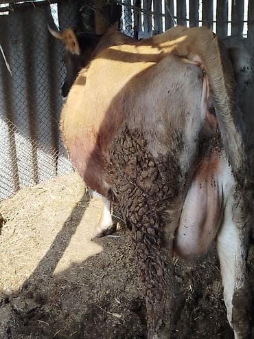 Лошади, кони: Продаю | Корова (самка) — 1