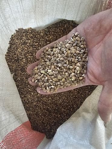 рисовый отрубь: Семена люцерна,очищенный,магниченый,8летка Оптом и в розницу — 7