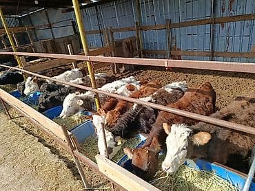 куплю мясо оптом: Продаю | Тёлка, Музоо, торпок | Полукровка, Ангус, Голштин | На откорм, На забой, Для разведения | Племенные, Искусственник — 4