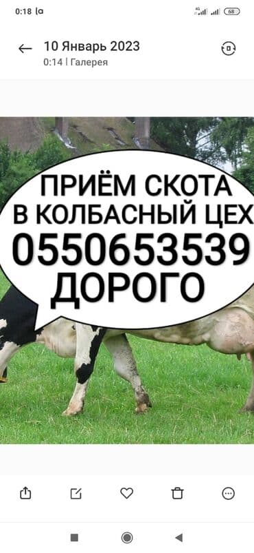 домашние птицы: Куплю | Коровы, быки, Лошади, кони | Круглосуточно, Любое состояние, Забитый — 1