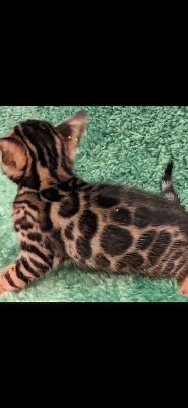 сколько стоит котенок британской золотой шиншиллы: Друзья. !!!.в питомнике Бен Гла Мур. долгожданные новые детки — 13