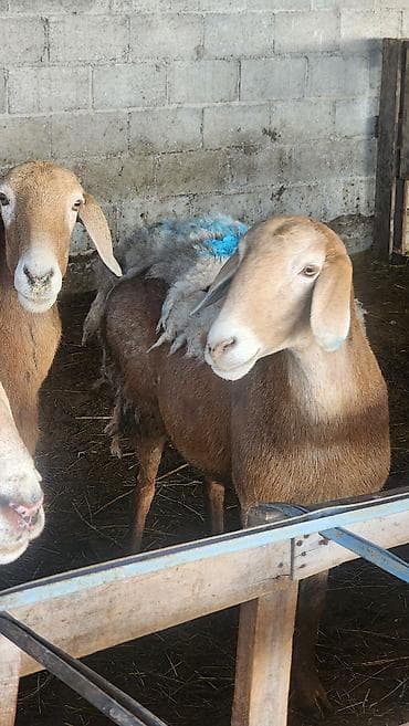 chi su: Продаю | Овца (самка) | Для разведения | Матка — 5