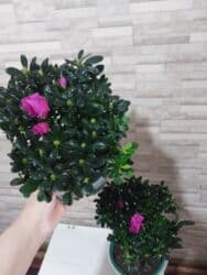 растения для аквариума: В наличии Азалии очень пышные и шикарные650-900, розы 700с 🌸.Пальма — 29