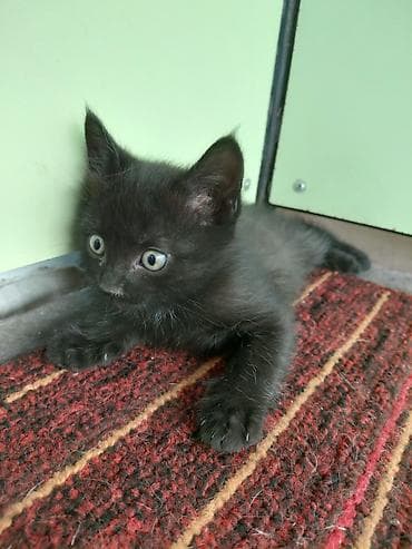 животные кот: Отдам котят в добрые руки 2-3 месяцев. г Кара-Балта. черный белый - — 3