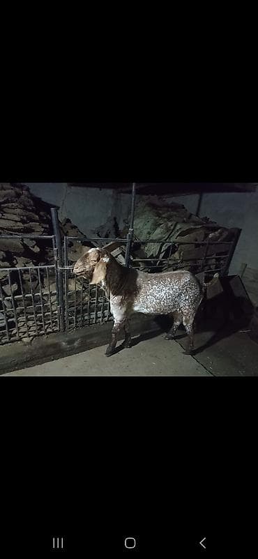 коозу кой: Продаю | Козёл (самец) | Битал | Для разведения | Осеменитель — 2