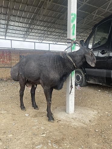 сколько стоят кролики домашние: Продаю | Баран (самец) | Для разведения | Осеменитель — 7
