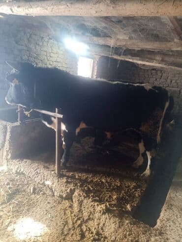 Продаю | Бык (самец) | На откорм